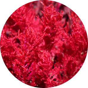 Aquamin F Marine Multimineral Complex